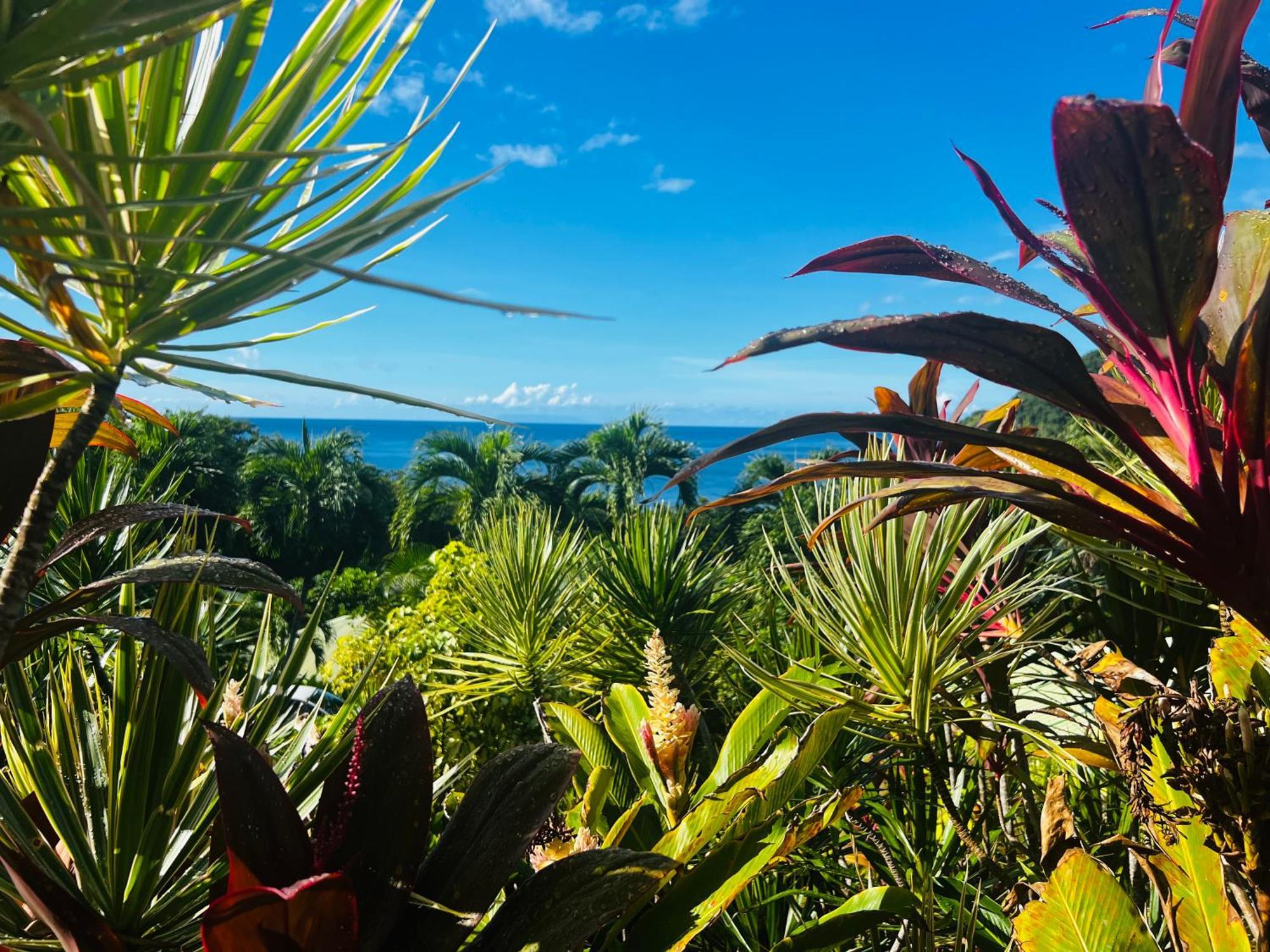 Vue Mer/3Beds/Piscine/Wifi/900 Metres De La Plage Deshaies Eksteriør billede